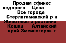 Продам сфинкс недорого  › Цена ­ 1 000 - Все города, Стерлитамакский р-н Животные и растения » Кошки   . Алтайский край,Змеиногорск г.